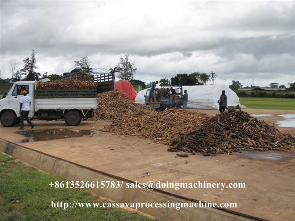 cassava flour processing plant (23).jpg